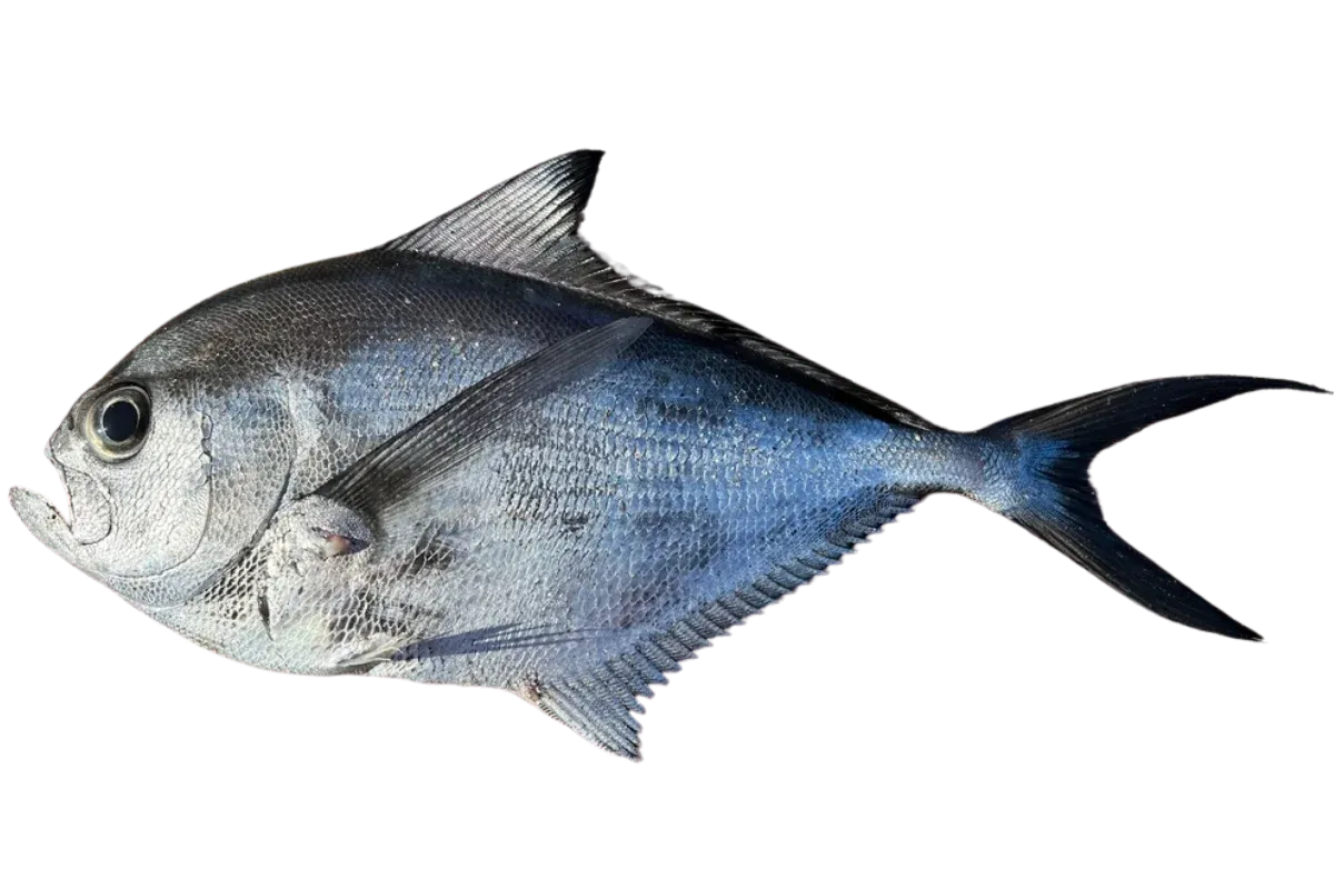 Atlantic Pomfret (Brama brama)