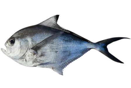 Atlantic Pomfret