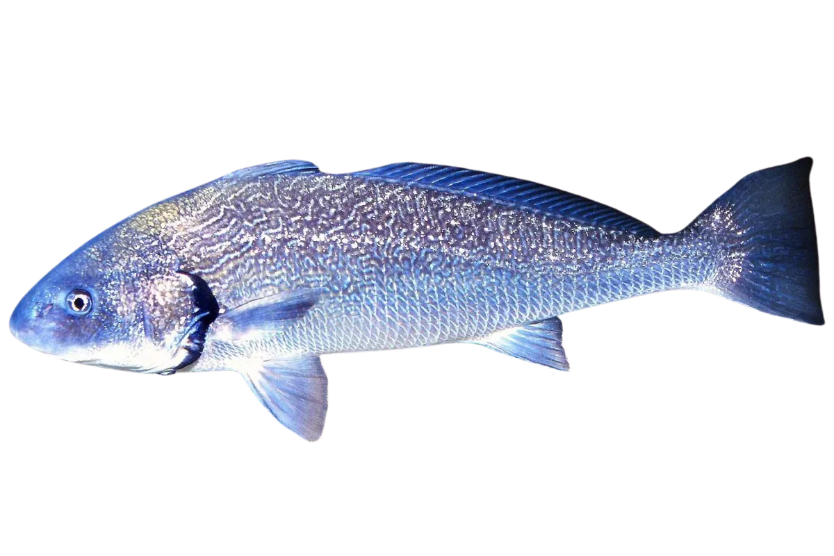 Shi Drum (Umbrina cirrosa)