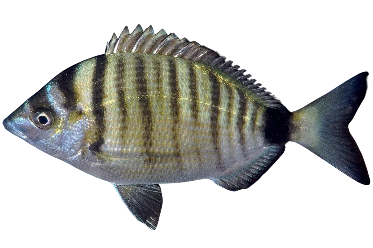 Sharpsnout Seabream (Diplodus puntazzo)