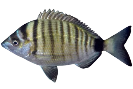 Sharpsnout Seabream
