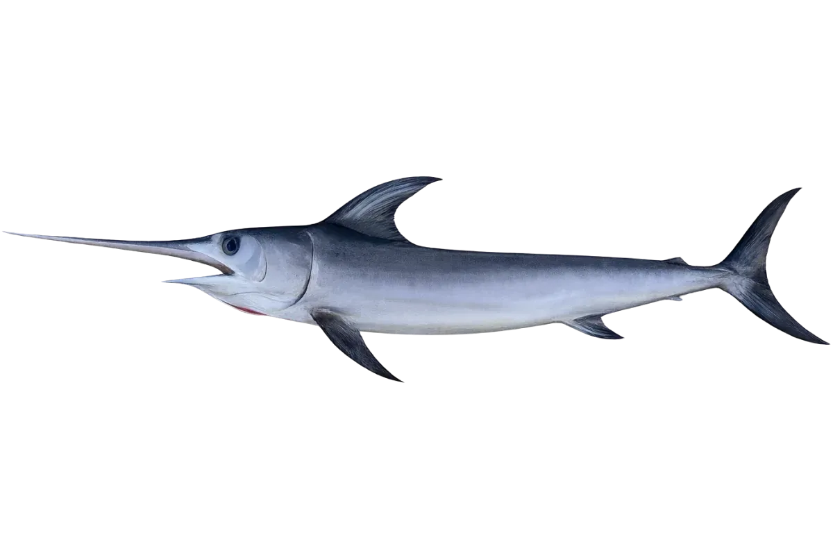 Swordfish (Xiphias gladius)