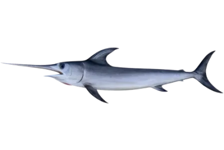 Swordfish