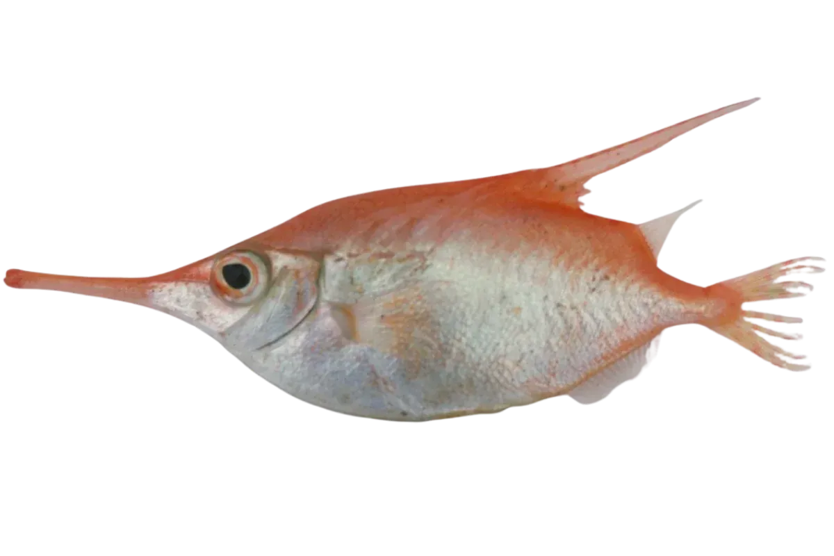 Longspine Snipefish (Macroramphosus scolopax)