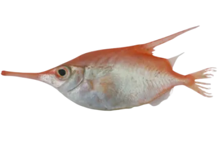 Longspine Snipefish