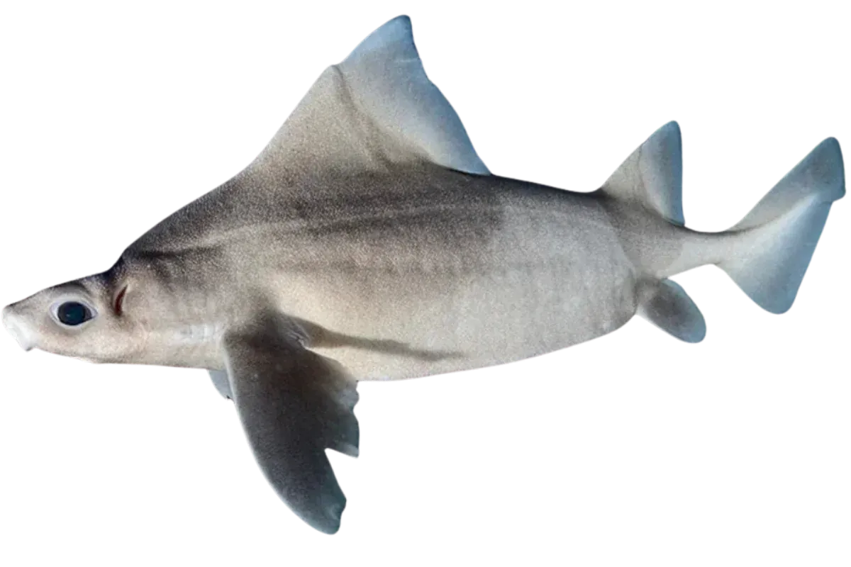 Angular Roughshark (Oxynotus centrina)