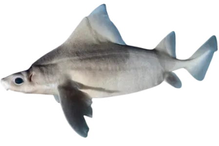Angular Roughshark