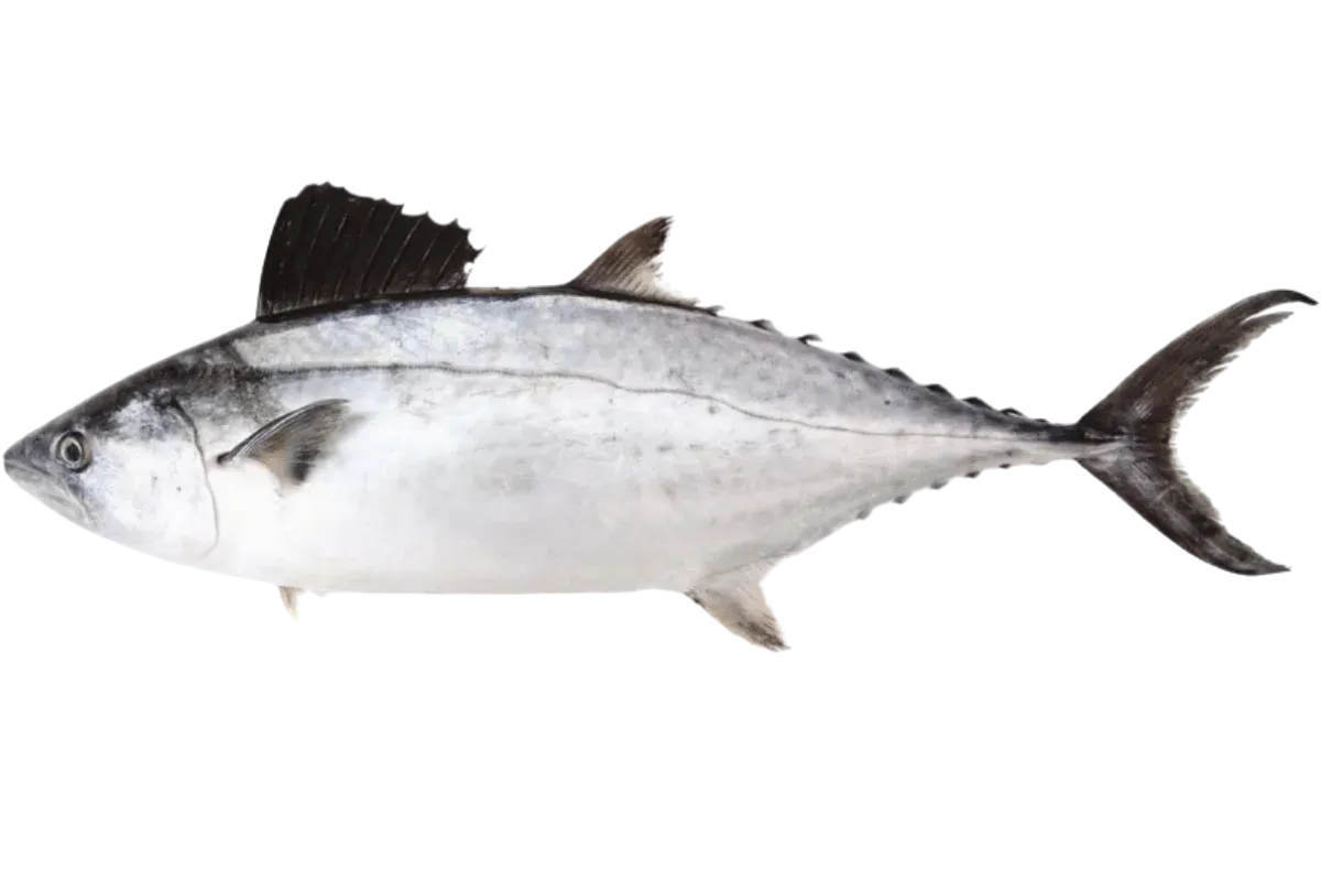 Plain Bonito (Orcynopsis unicolor)