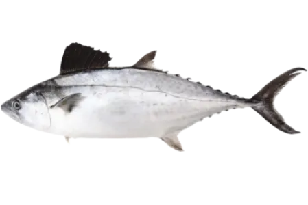 Plain Bonito