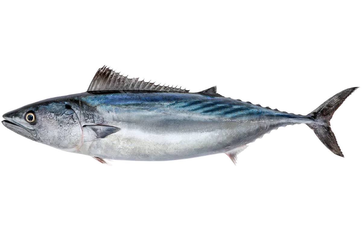 Atlantic Bonito (Sarda sarda)