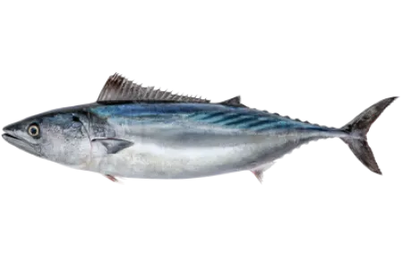 Atlantic Bonito