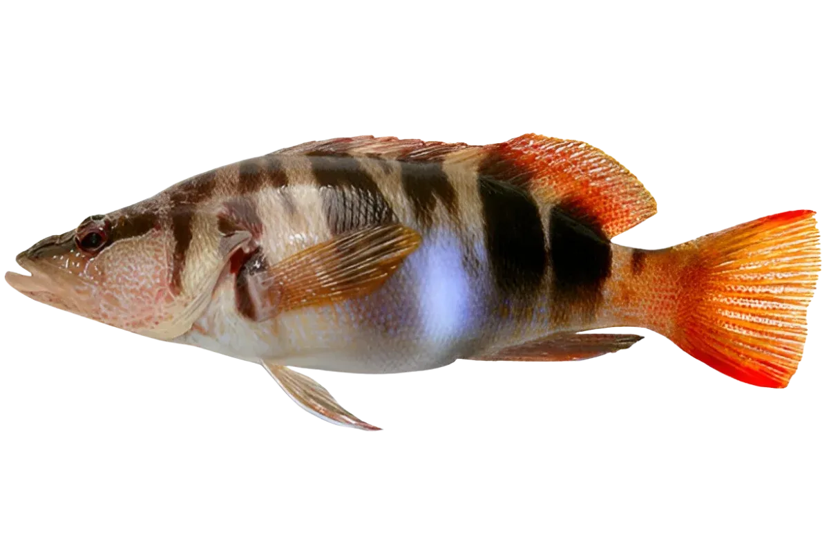 Painted Comber (Serranus scriba)