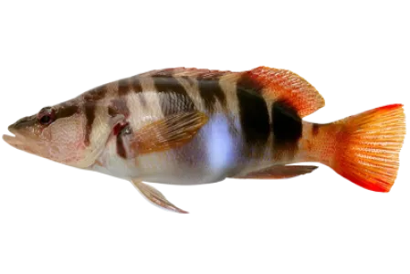 Painted Comber