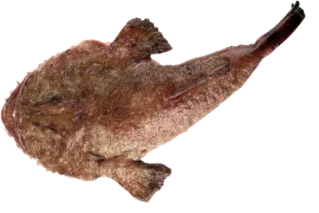 Anglerfish