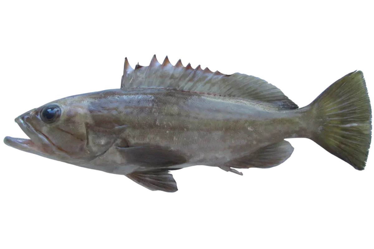 Dogtooth Grouper (Epinephelus caninus)