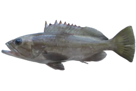 Dogtooth Grouper