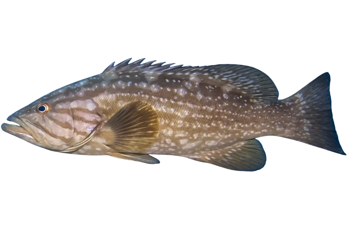 Mottled Grouper (Mycteroperca rubra)