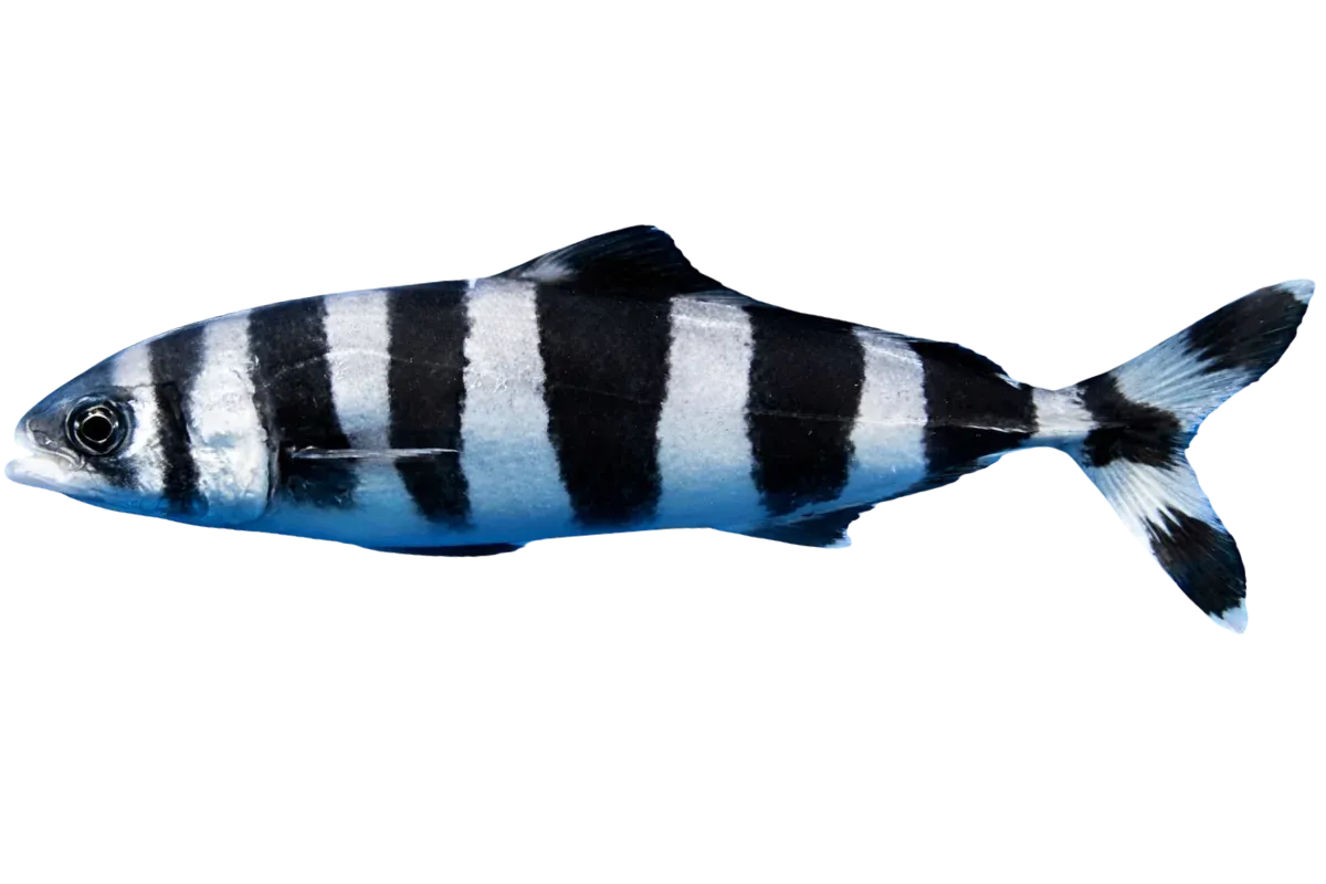 Pilot Fish (Naucrates ductor)