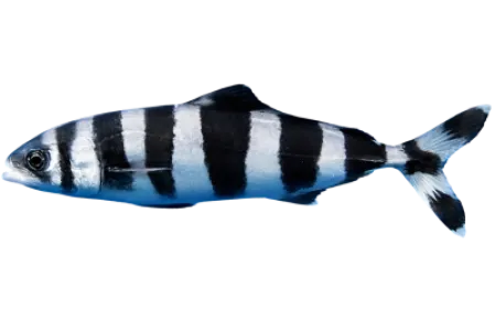 Pilot Fish