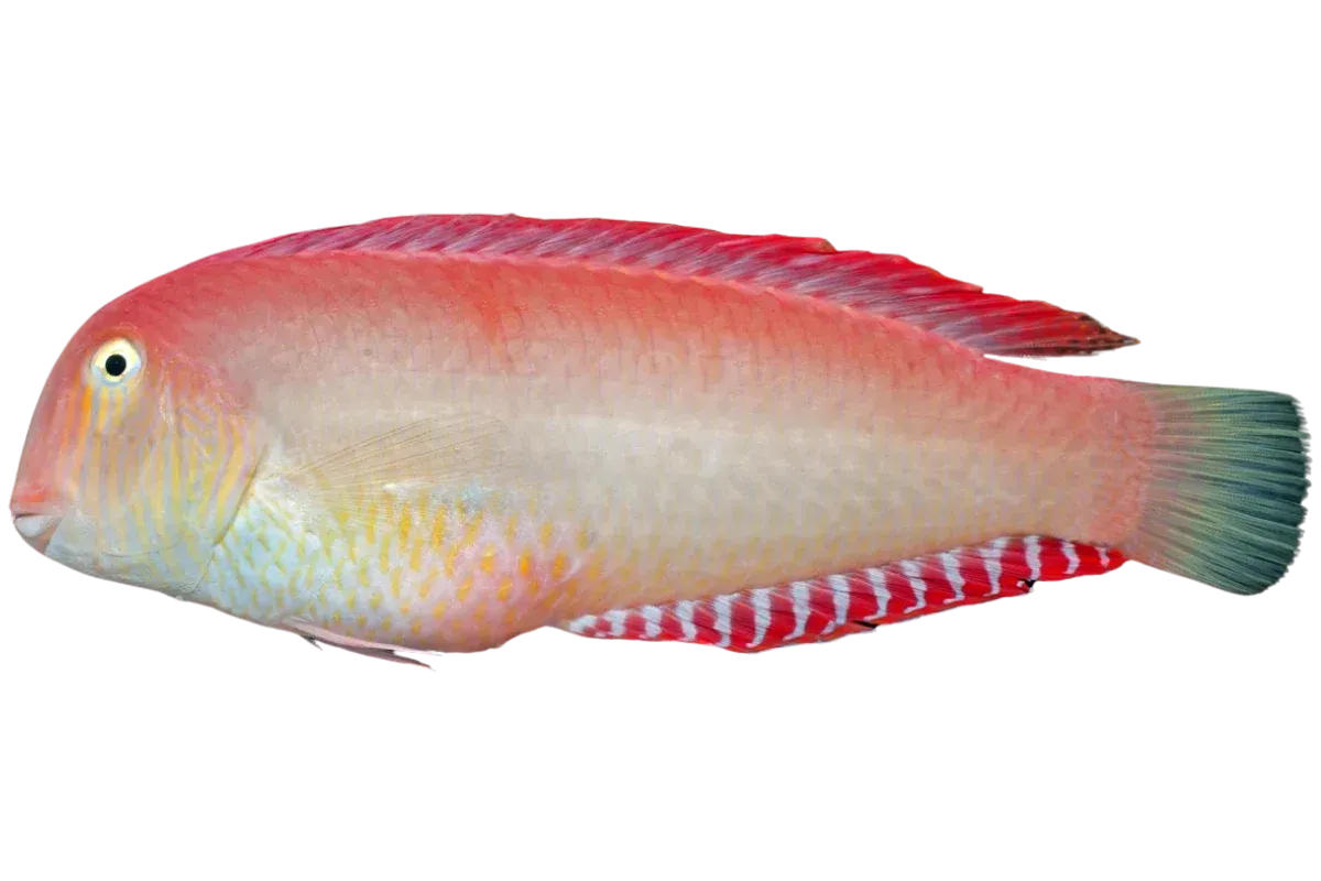 Pearly Razorfish (Xyrichtys novacula)