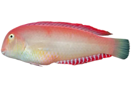 Pearly Razorfish