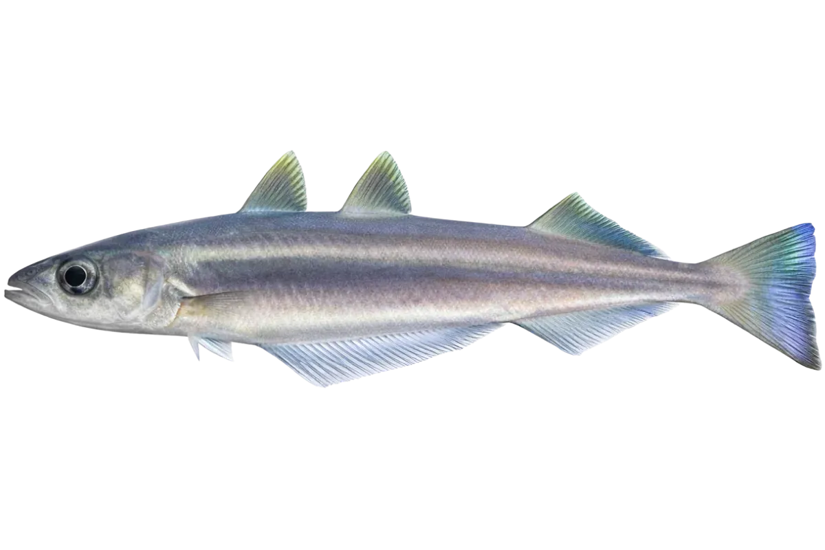 Blue Whiting (Micromesistius poutassou)