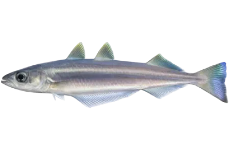 Blue Whiting