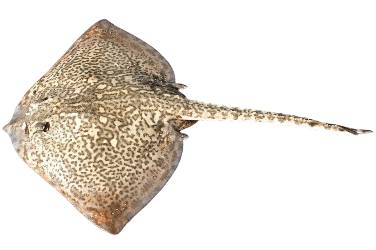 Thornback Ray (Raja clavata)