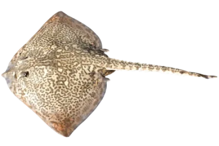 Thornback Ray