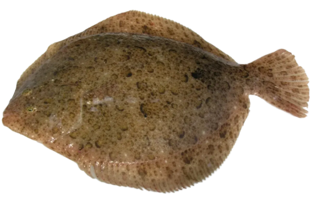 Brill (Scophthalmus rhombus)
