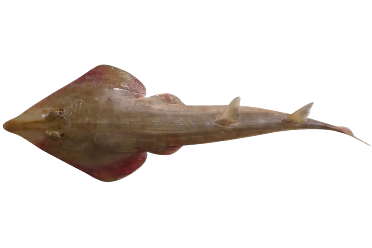 Guitarfish (Rhinobatos rhinobatos / Glaucostegus cemiculus)