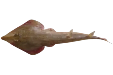 Guitarfish