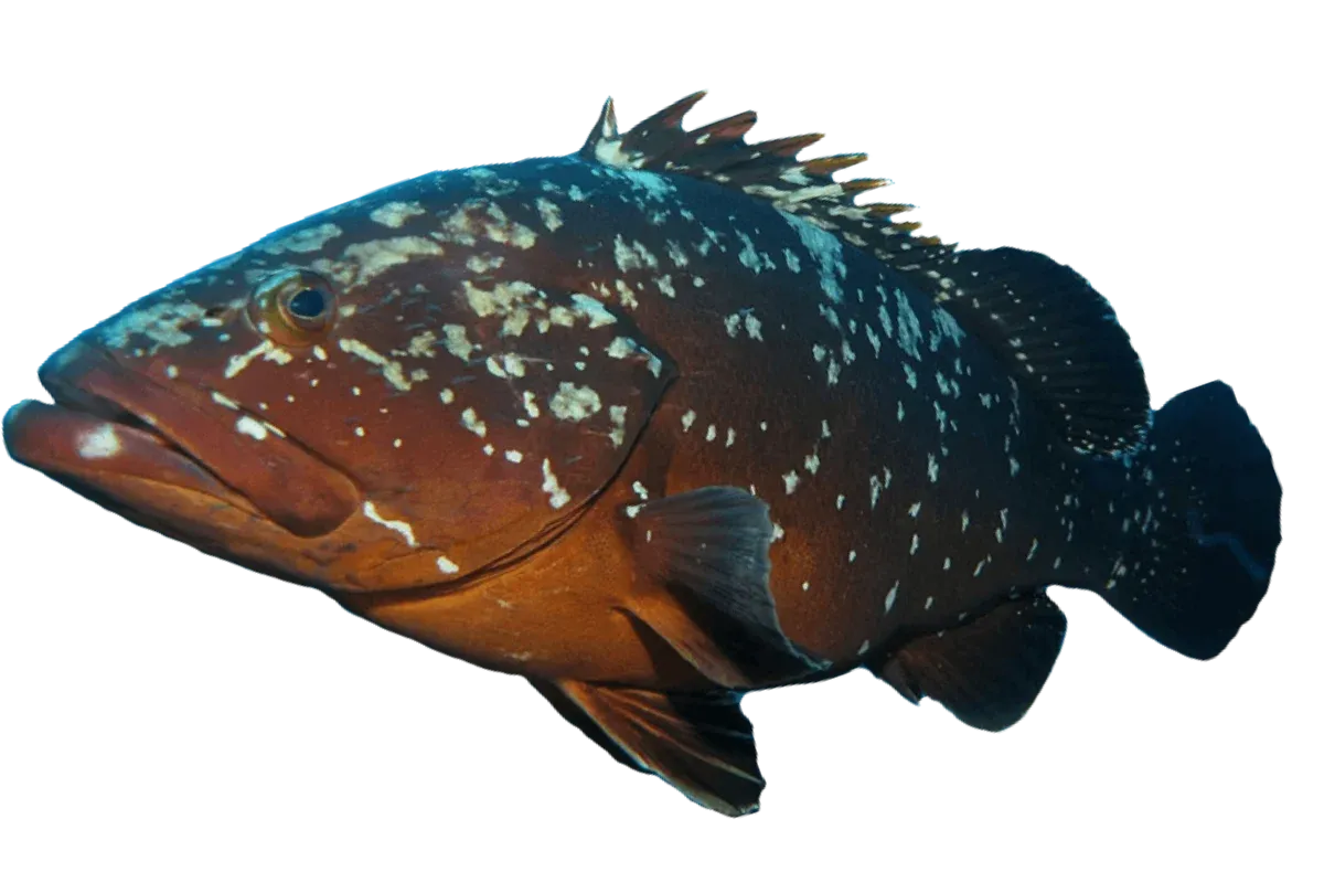 Dusky Grouper (Epinephelus marginatus)