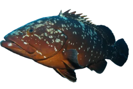 Dusky Grouper