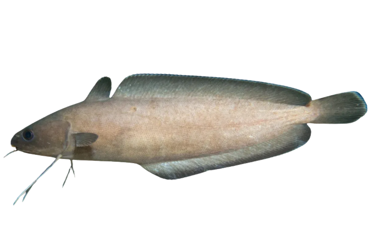 Forkbeard (Phycis phycis)