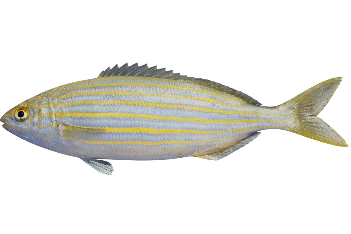 Salema Porgy (Sarpa salpa)