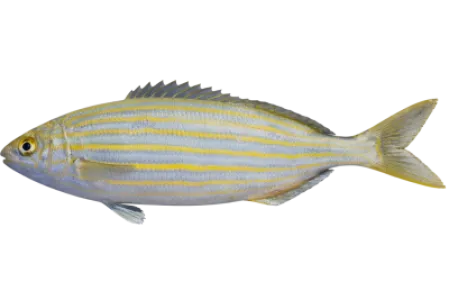 Salema Porgy