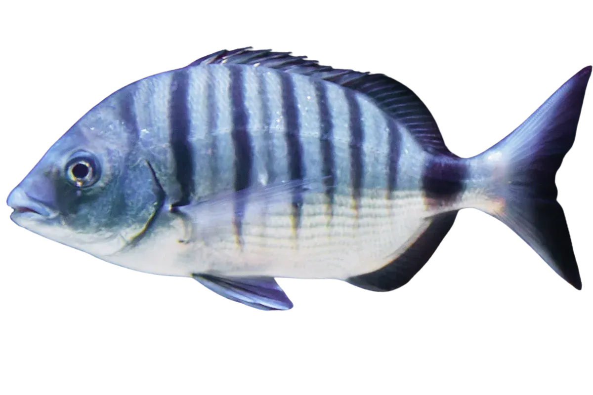 White Seabream (Diplodus sargus)