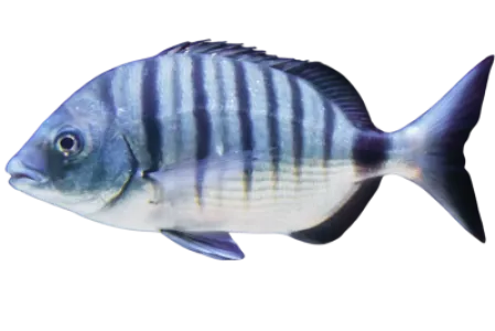 White Seabream