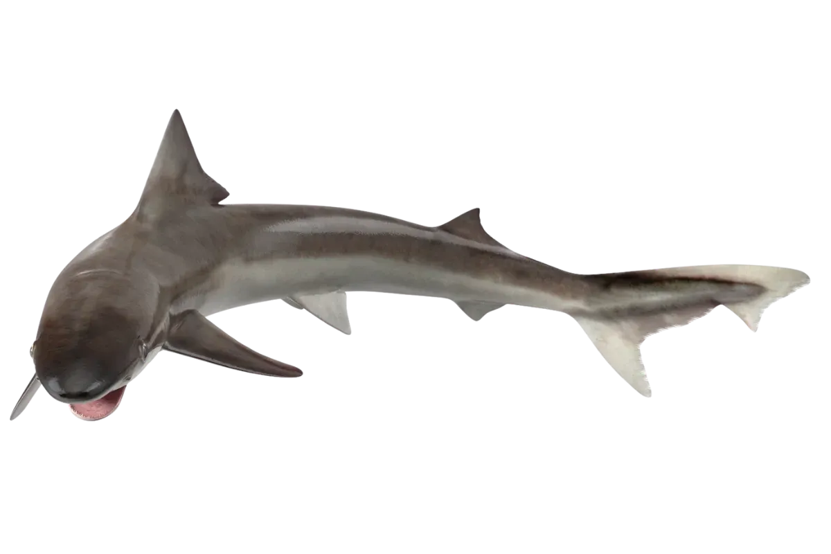 Tope Shark (Galeorhinus galeus)
