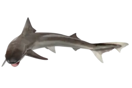 Tope Shark