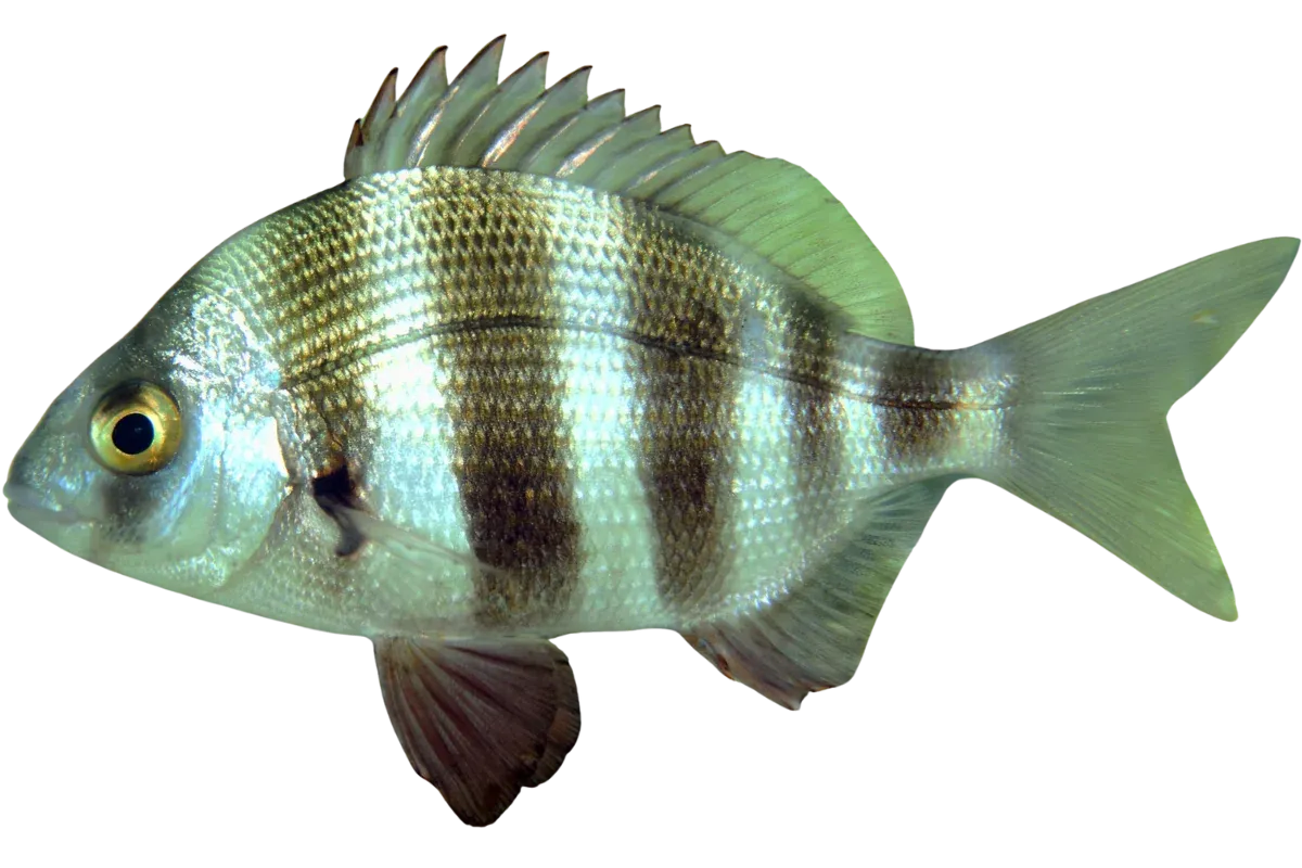 Zebra Seabream (Diplodus cervinus)