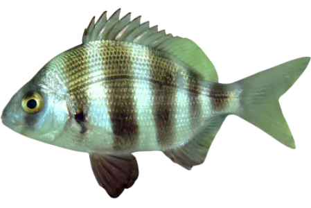 Zebra Seabream