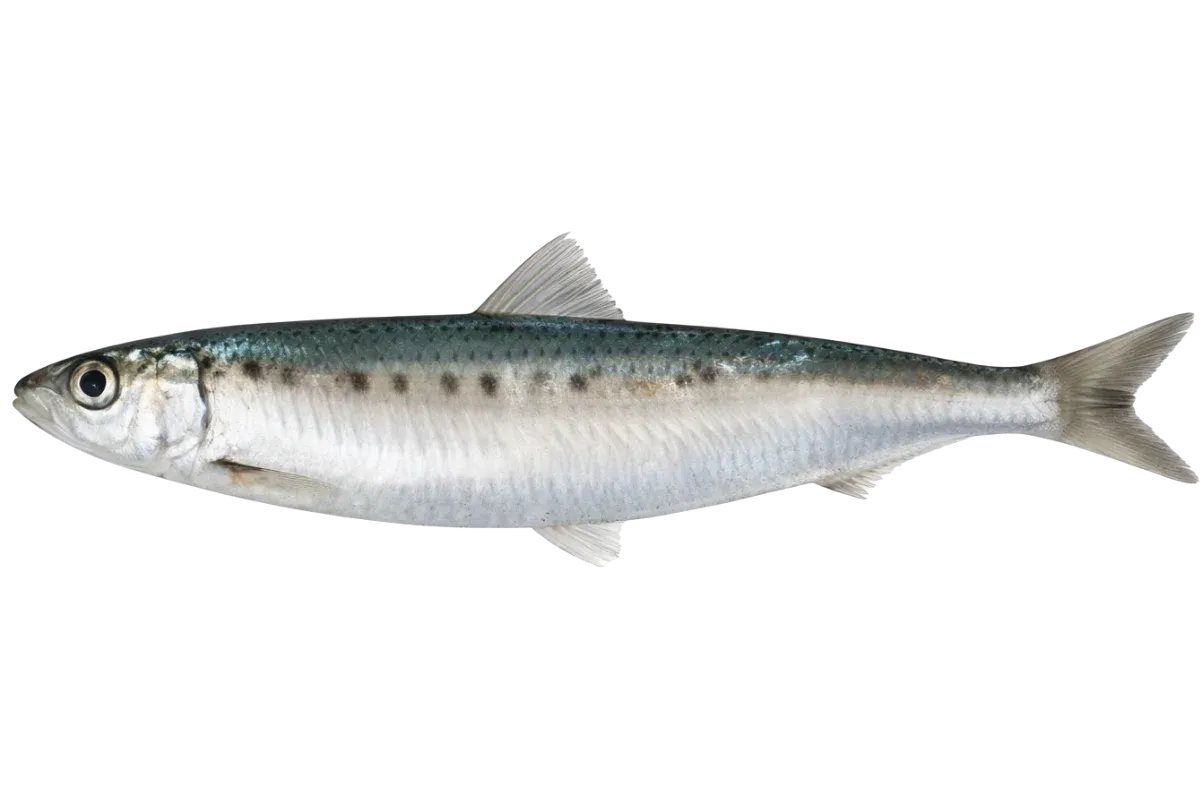 Pilchard (Sardina pilchardus)