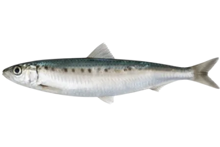 Pilchard