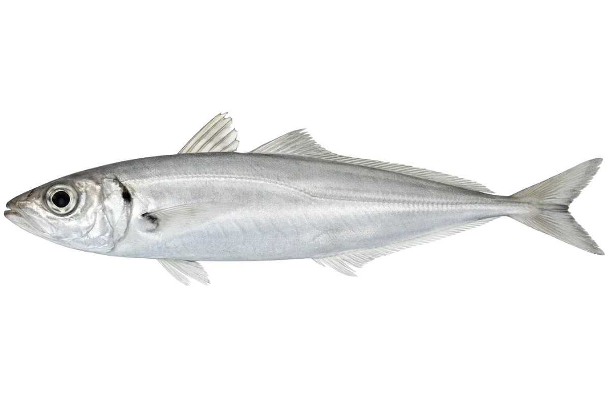 Horse Mackerel (Trachurus trachurus / Trachurus mediterraneus)