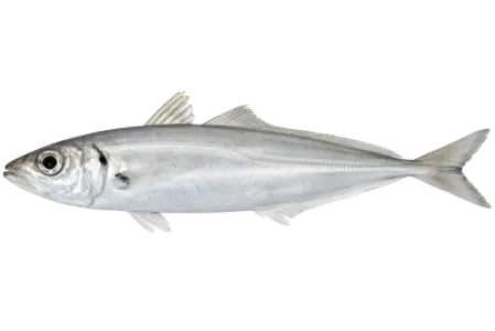 Horse Mackerel
