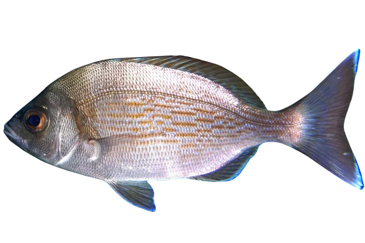Black Seabream (Spondyliosoma cantharus)