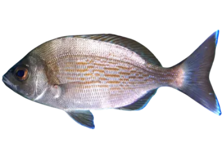 Black Seabream