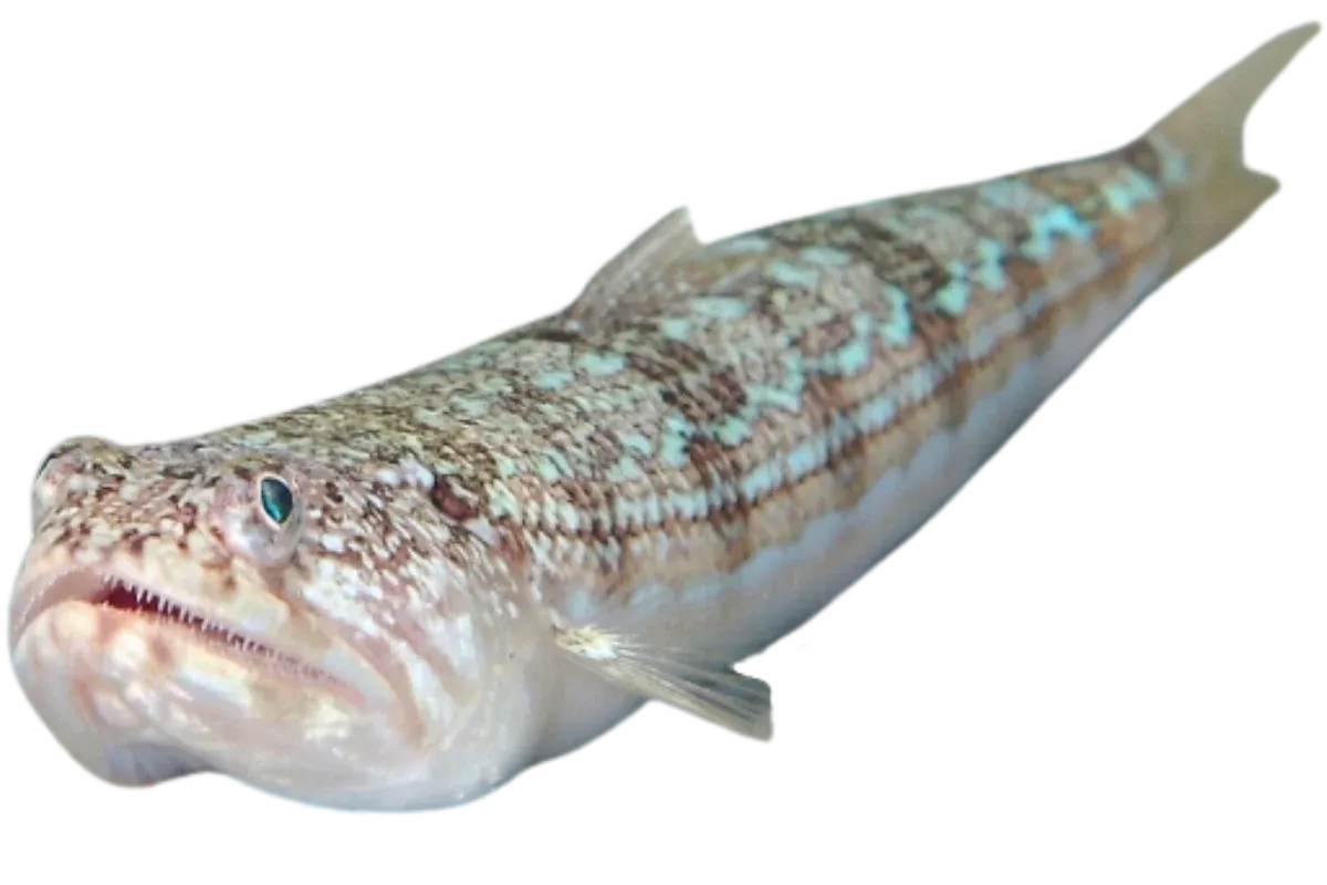 Atlantic Lizardfish (Synodus saurus)
